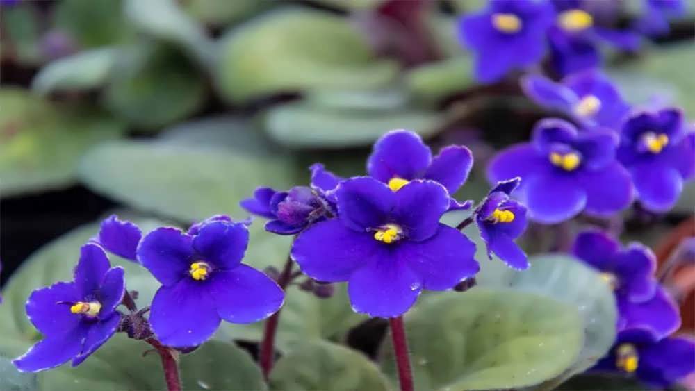 بنفشه آفریقایی بنفش