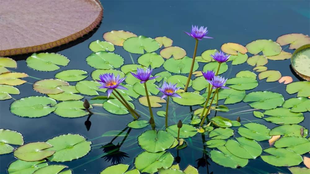 نیلوفر آبی بنفش