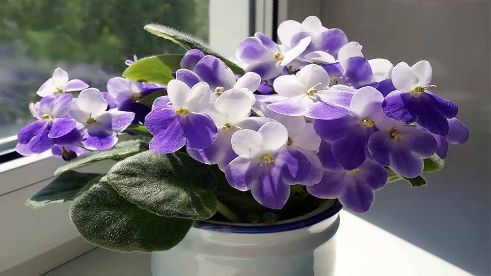 بنفشه آفریقایی بنفش و سفید