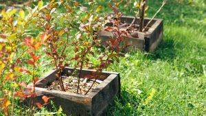 بلوبری کاشته‌شده در بستر مرتفع