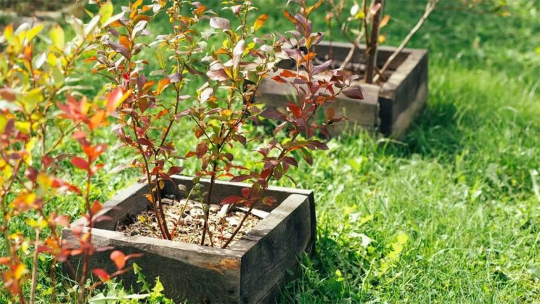 بلوبری کاشته‌شده در بستر مرتفع