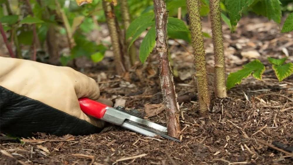 هرس تمشک از پایه