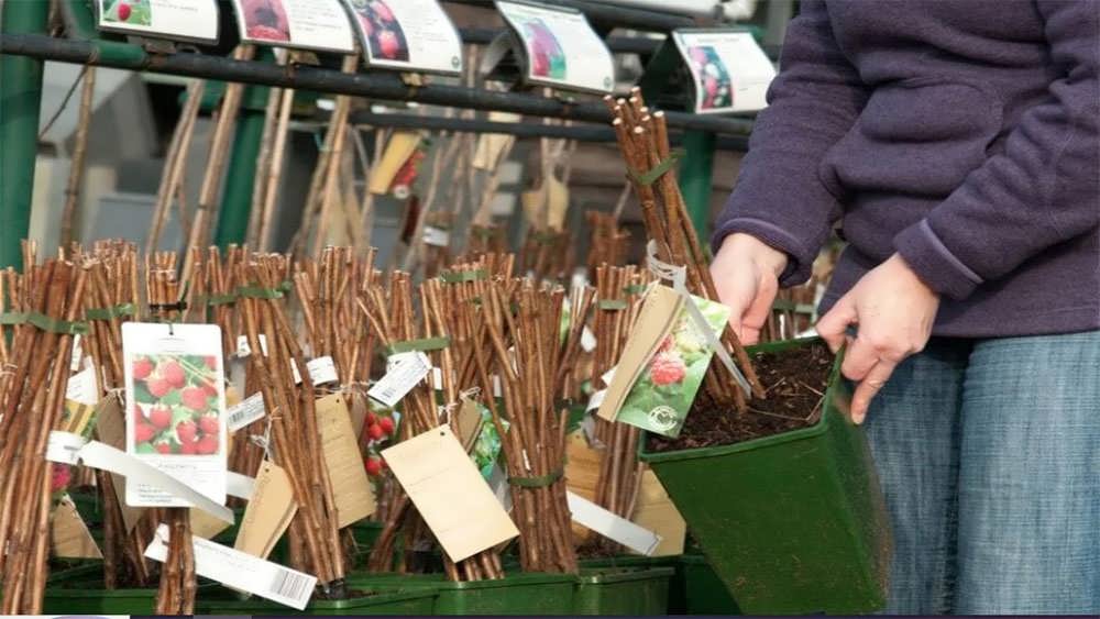 شاخه های تمشک