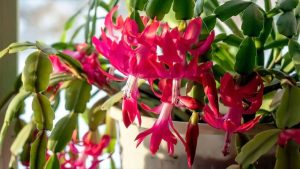 کاکتوس کریسمس قرمز