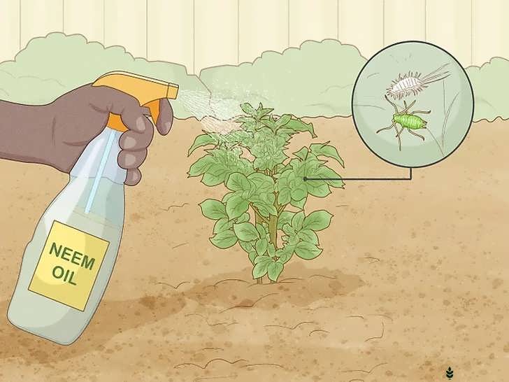 از بین بردن آفات با دست یا آب