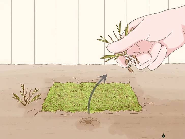 برداشتن علف های هرز اطراف خزه