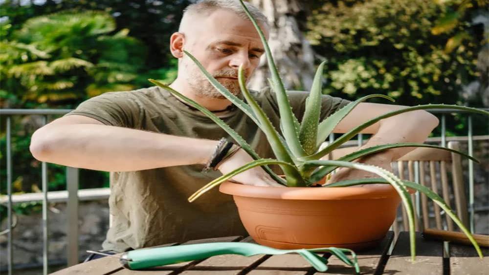 تعویض گلدان آلوئه ورا