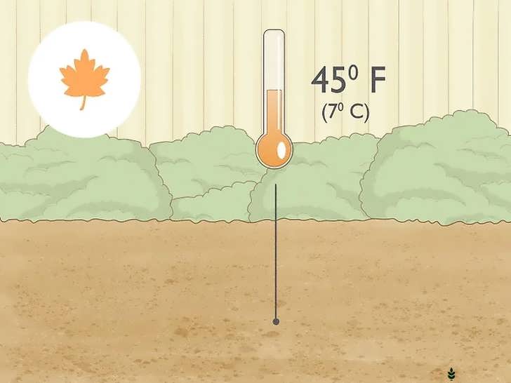 انتخاب زمان مناسب برای کاشت