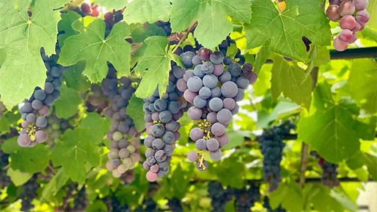 انگورهای رسیده روی تاک