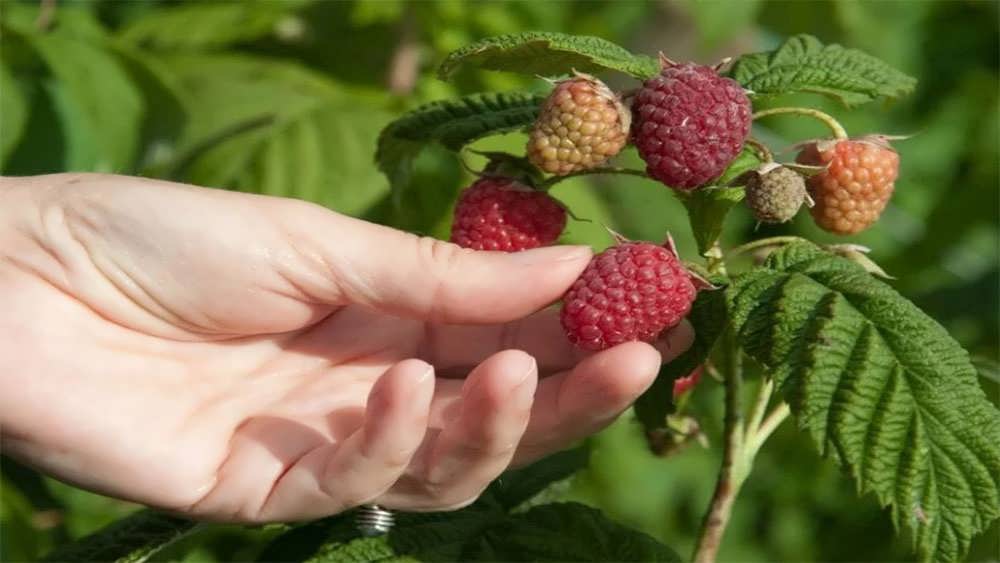 تمشک های رسیده