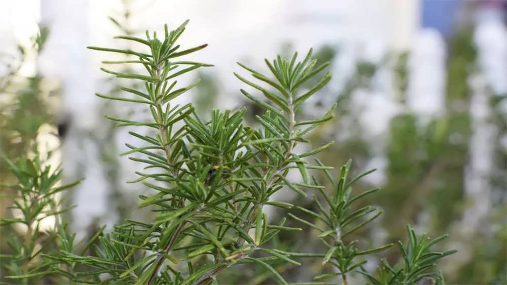 شاخه های رزماری