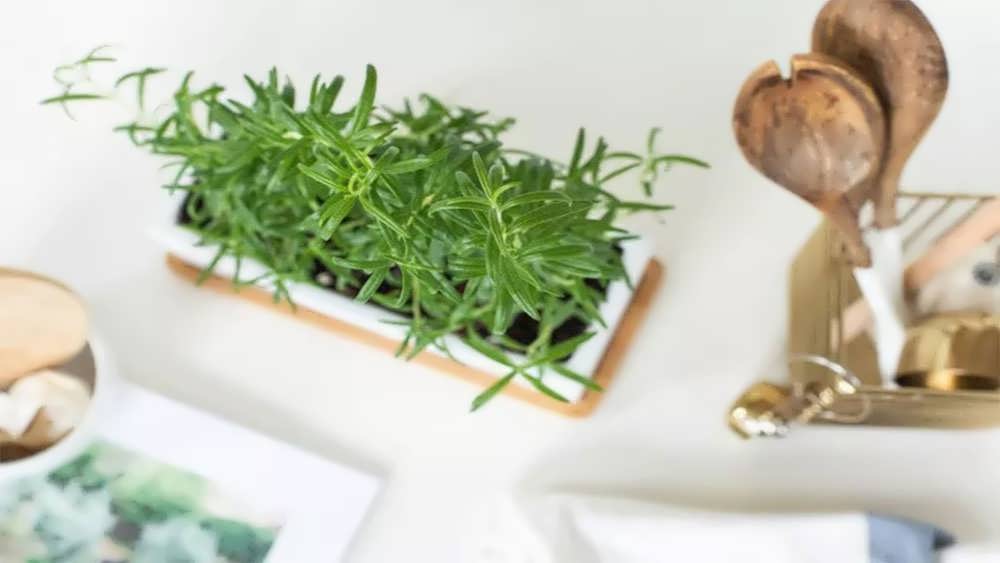 رزماری در آشپزخانه