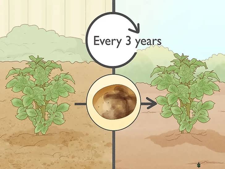 تناوب محل کاشت سیب زمینی برای جلوگیری از بیماری بلایت