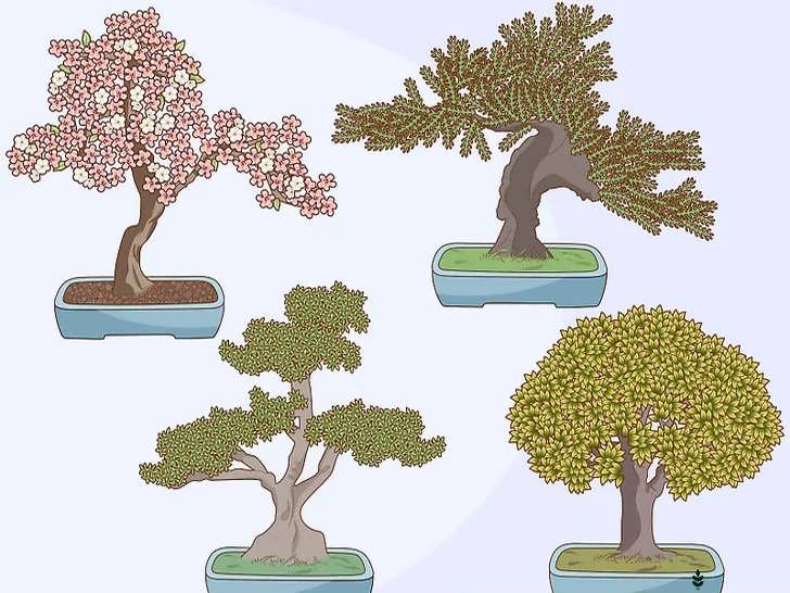 انتخاب گونه درخت