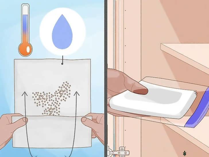 خیساندن بذر فلفل چیلی