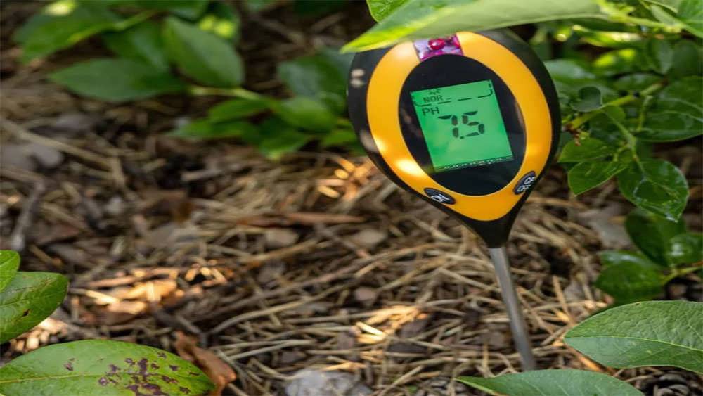 تست pH خاک بلوبری