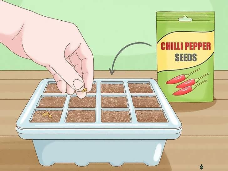 کاشت ۲ تا ۳ بذر در هر سلول و جوانه زنی به مدت ۱۴ روز