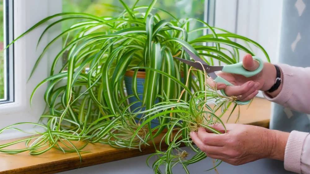 جدا کردن پاجوش گیاه گندمی