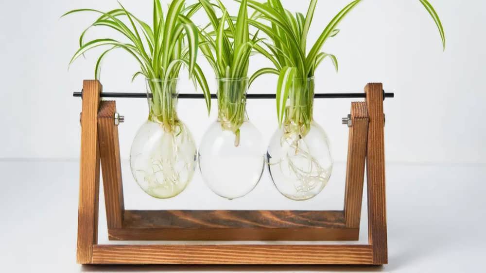 ریشه دهی گیاه گندمی در آب