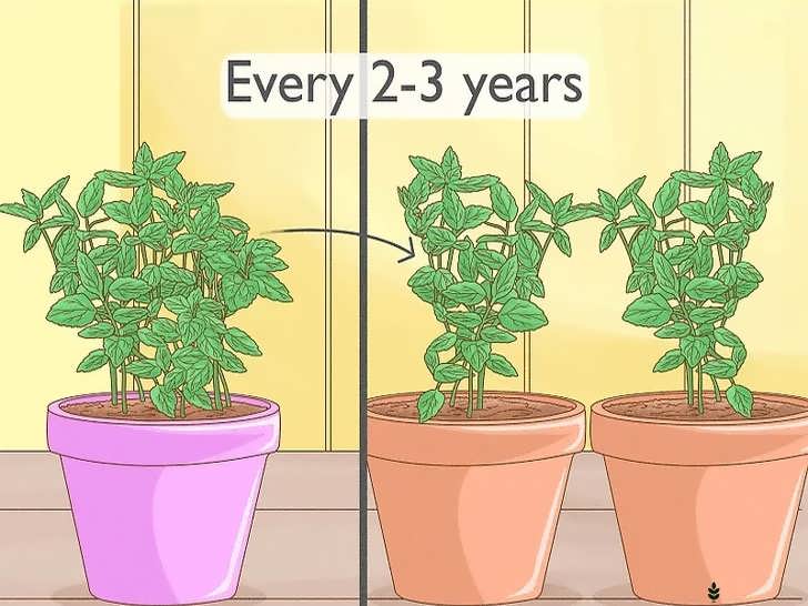 تقسیم کردن بوتهٔ نعناع هر دو تا سه سال