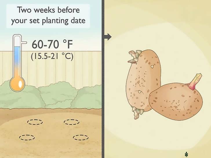 جوانه دار کردن سیب زمینی بذری