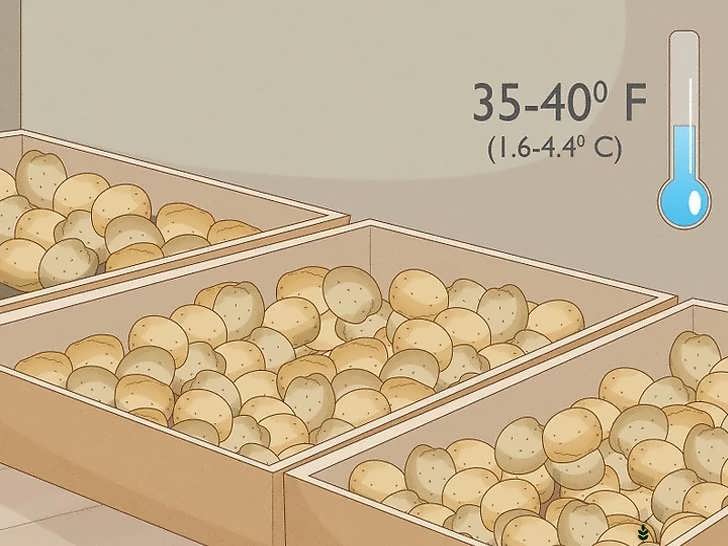 نگهداری سیب زمینی در جای خنک، خشک و تاریک