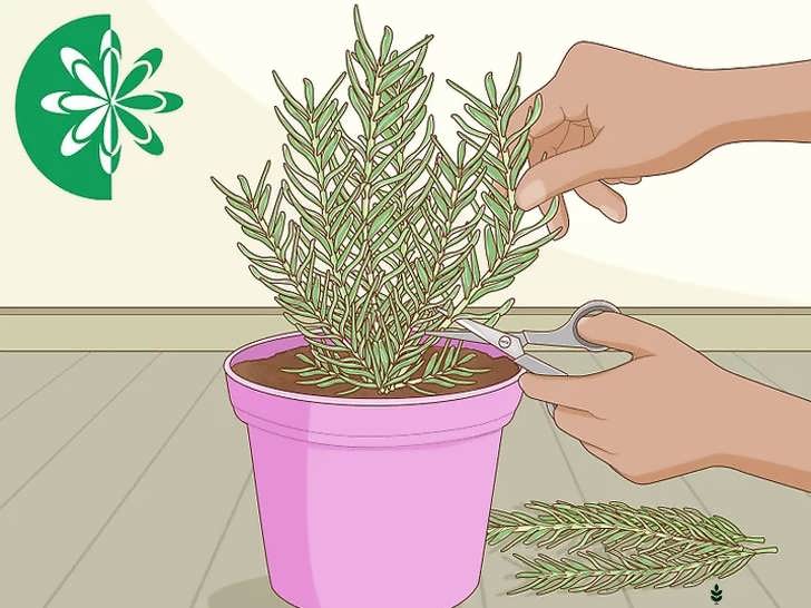 نگهداری شاخه ها در جای خنک و خشک