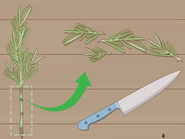 جدا کردن برگ های قسمت پایینی ساقه