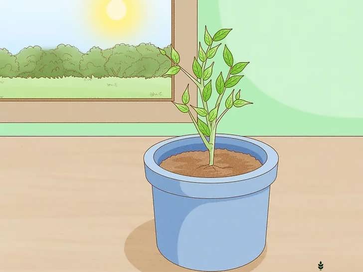 قرار دادن گلدان در محل پرنور با ۶ تا ۱۲ ساعت نور خورشید