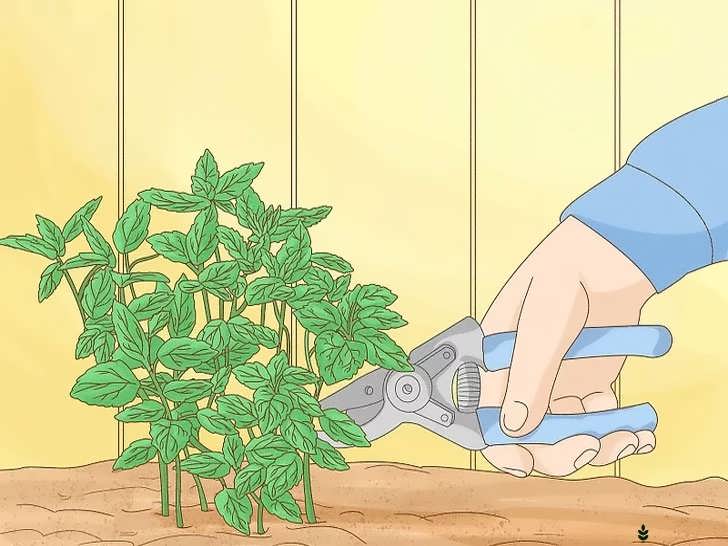 گرفتن قلمه از گیاه نعناع موجود