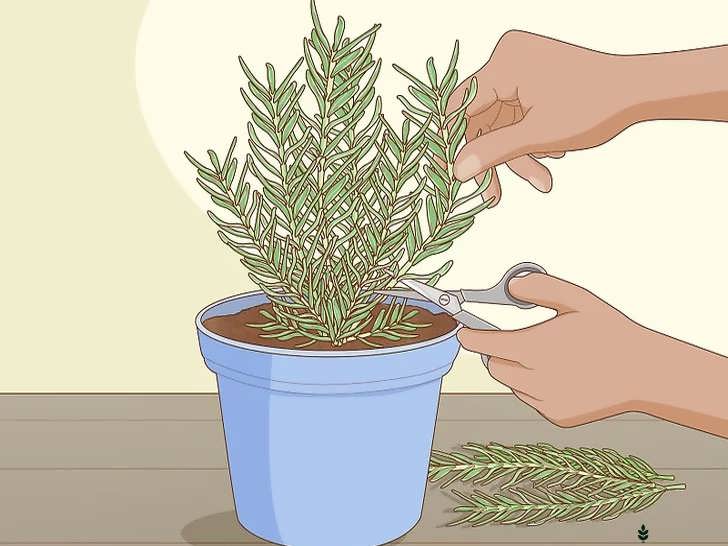 گرفتن قلمه رزماری