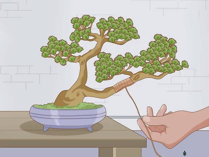 آموزش تنه و شاخه ها