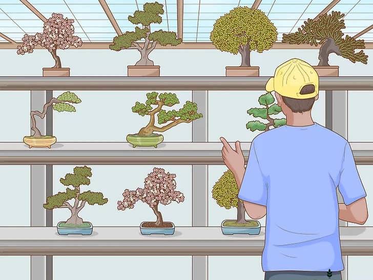 انتخاب درخت بونسای نیمه آماده