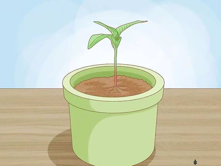 انتقال نشا به گلدان جدید و پوشاندن با خاک