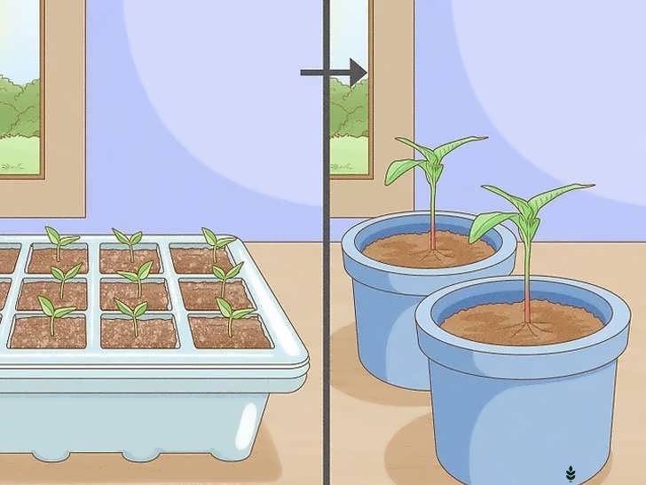 انتقال نشاها به خاک جدید پس از ۷ تا ۱۴ روز