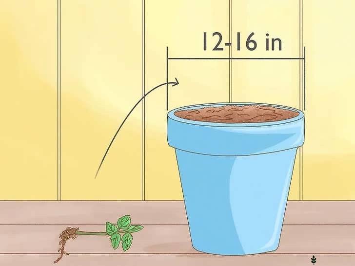 نشاکاری یا انتقال نهال نعناع به گلدان