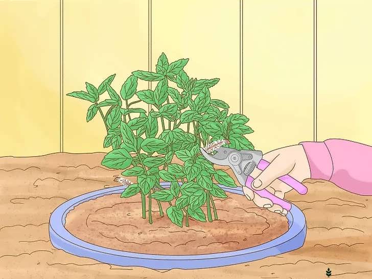 هرس غنچه های گل نعناع