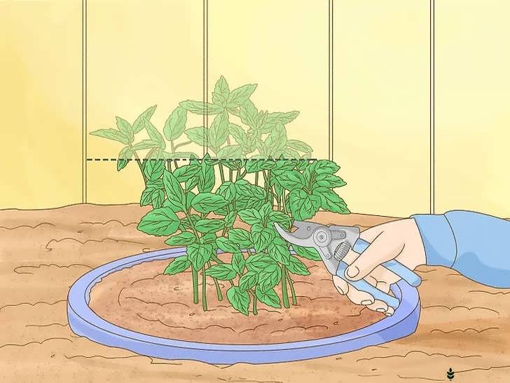 هرس کردن سرِ گیاه نعناع