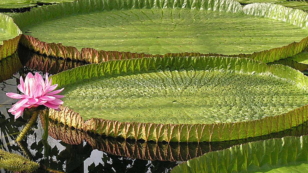 نیلوفر آبی غول پیکر