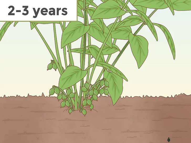 صبر برای برداشت هل