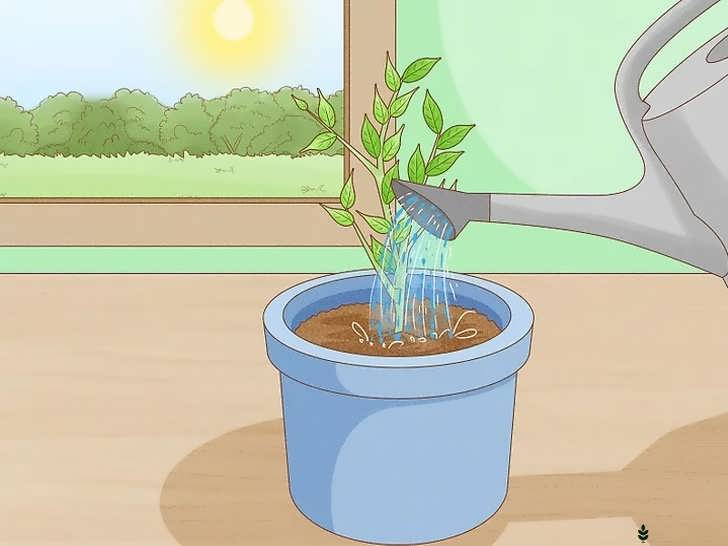 آبیاری خاک هر زمان که خشک می شود و بررسی روزانه