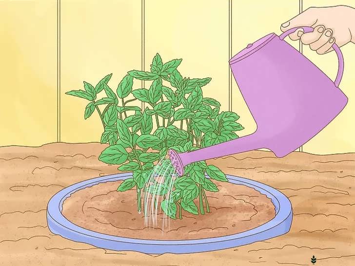 آبیاری منظم نعناع 