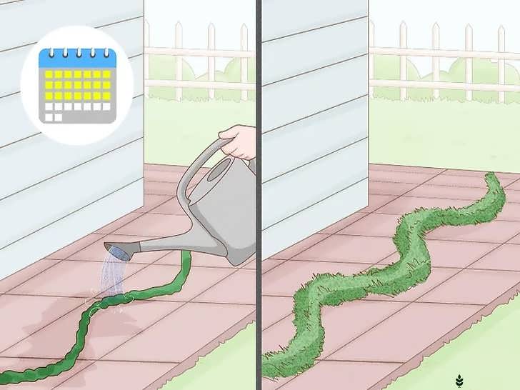 آبیاری روزانه خزه