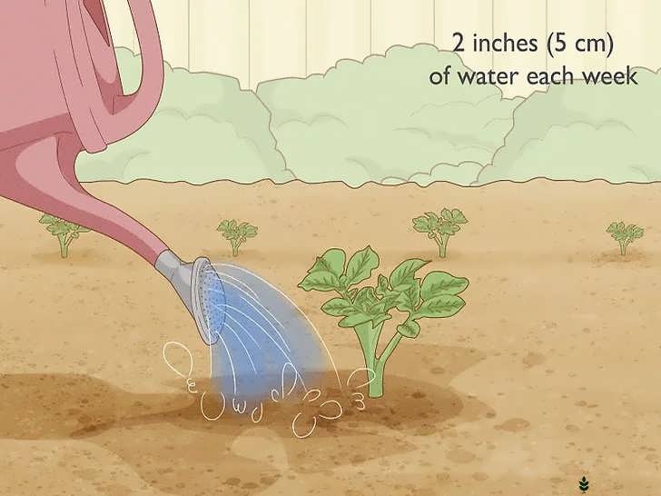 آبیاری منظم گیاه