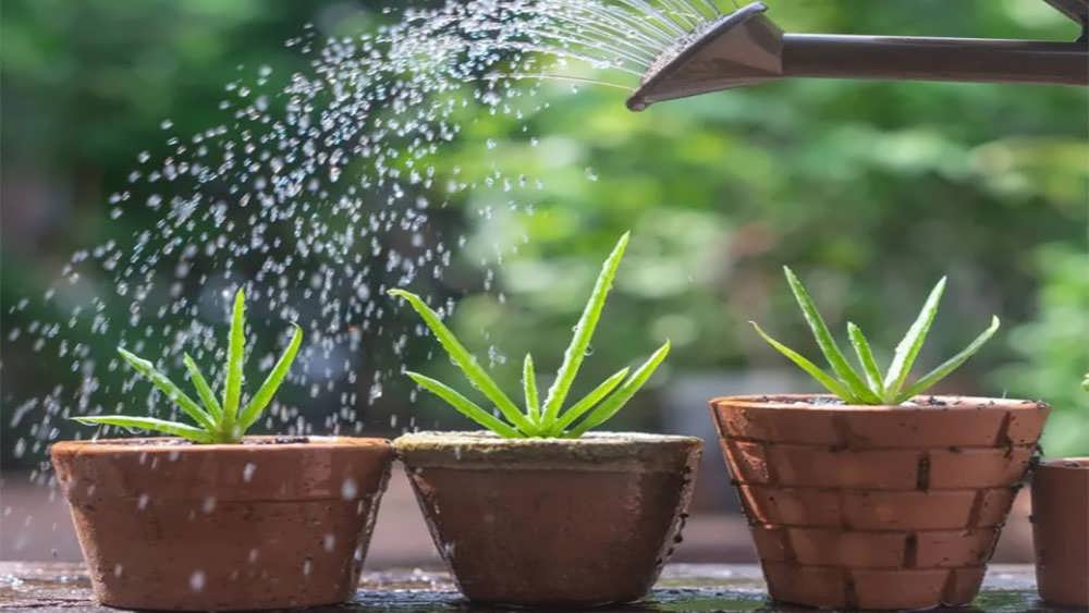 آبیاری گیاهان آلوئه ورا
