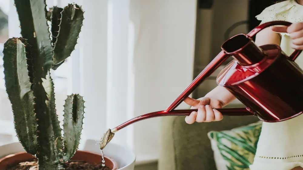 آبیاری گیاه آپارتمانی