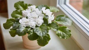 بنفشه آفریقایی سفید